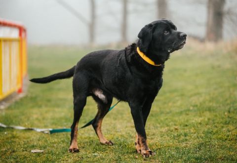 Kim - adoptován - našel domov